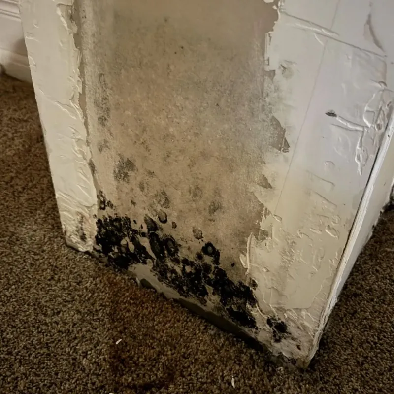 Professional Mold Removal in Tutwiler, MS
